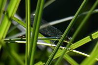 Calopteryx splendens