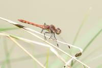 Sympetrum striolatum
