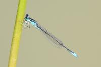 Ischnura pumilio