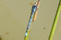 Enallagma cyathigerum