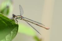 Chalcolestes viridis