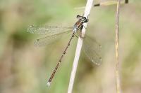 Lestes barbarus
