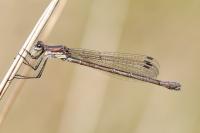 Lestes dryas