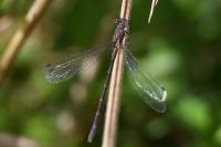 Lestes dryas