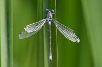 Lestes dryas