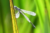 Lestes dryas