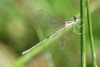 Lestes barbarus