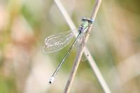 Lestes virens