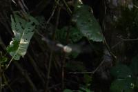 Somatochlora metallica