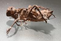 Somatochlora metallica