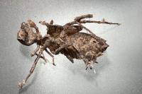 Somatochlora metallica