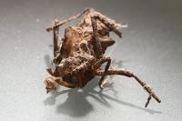 Somatochlora metallica