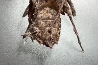 Somatochlora metallica