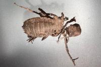 Somatochlora metallica