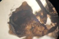 Somatochlora metallica