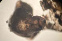 Somatochlora metallica