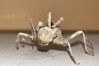 Somatochlora metallica