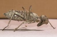 Somatochlora metallica