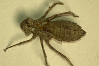 Somatochlora metallica