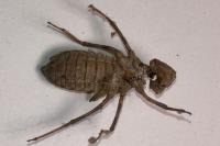 Somatochlora metallica