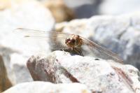 Sympetrum meridionale