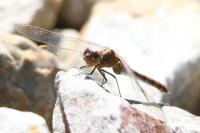 Sympetrum meridionale
