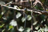 Aeshna mixta