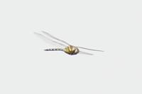 Aeshna mixta