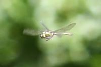 Somatochlora metallica