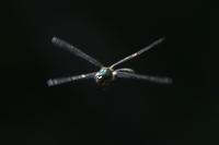 Somatochlora metallica