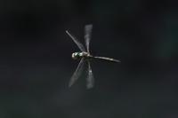 Somatochlora metallica