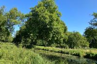 Somatochlora metallica