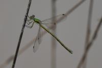 Lestes virens