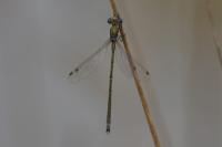 Lestes virens