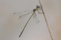 Lestes virens