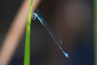 Ischnura pumilio