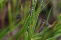 Lestes barbarus