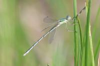 Lestes barbarus