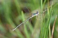Lestes barbarus