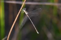 Lestes barbarus