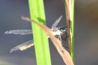 Lestes dryas