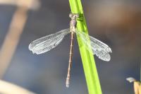 Lestes dryas