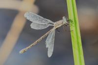 Lestes dryas