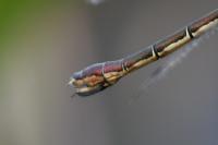 Lestes dryas