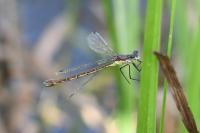 Lestes dryas