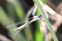 Lestes dryas