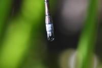 Lestes dryas