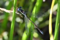 Lestes dryas