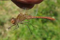 Sympetrum meridionale