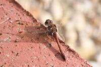 Sympetrum striolatum